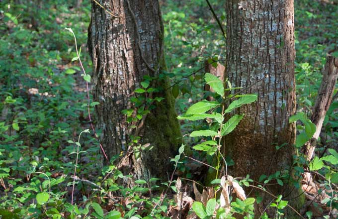 Le châtaignier est présent sur plus de 700 000 hectares en France (crédit photo: Anne Geneix/CNPF)