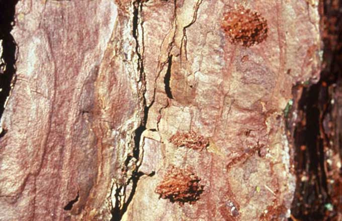 Flétrissement du pin, causé par le nématode Bursaphelenchus xylophilus (crédit photo: L. D. Dwinell/USDA Forest Service, Bugwood.org)