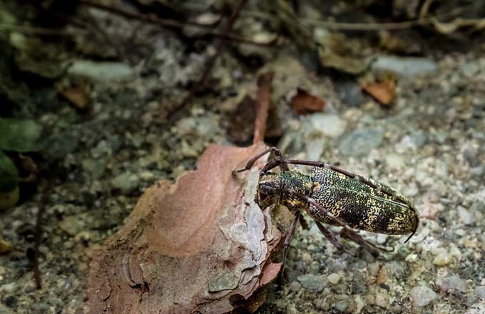 Coléoptère du genre Monochamus, vecteur du nématode du pin (crédit photo: Fredon Occitanie)