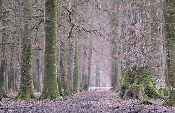 Le prix des forêts augmente pour sa quatrième année consecutive (crédit photo: Stanze CC BY-NC-SA 2.0)