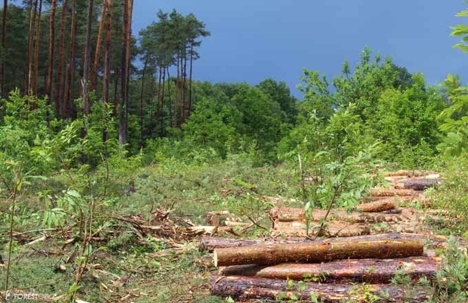 Gestion forestière dans le Loir-et-Cher (crédit photo: CC/Forestopic)