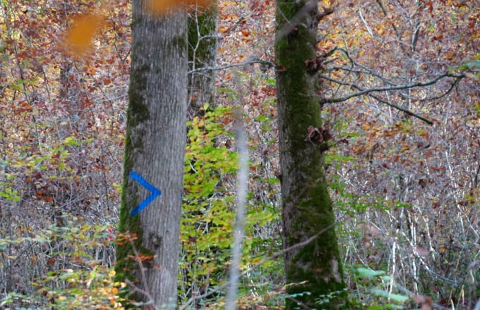En forêt de Fontainebleau, chevron bleu signalant un cloisonnement, soit un chemin servant à canaliser la circulation des machines forestières (crédit photo: ONF)