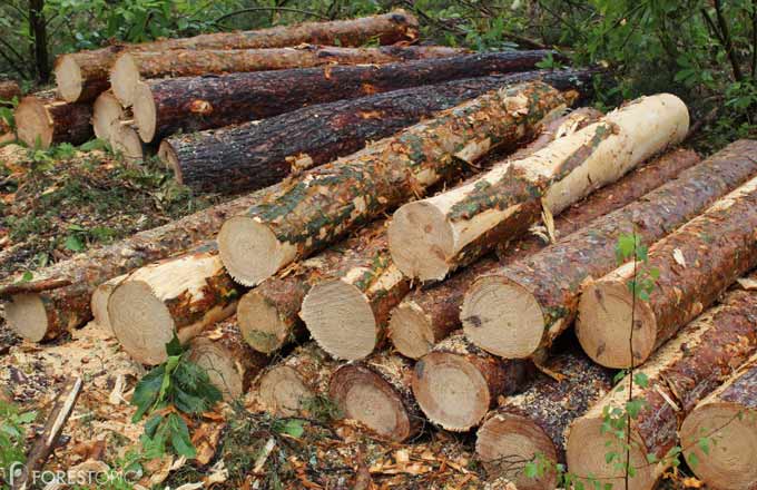 Les bois résineux atteignent des niveaux de prix inégalés (crédit photo: CC/Forestopic)