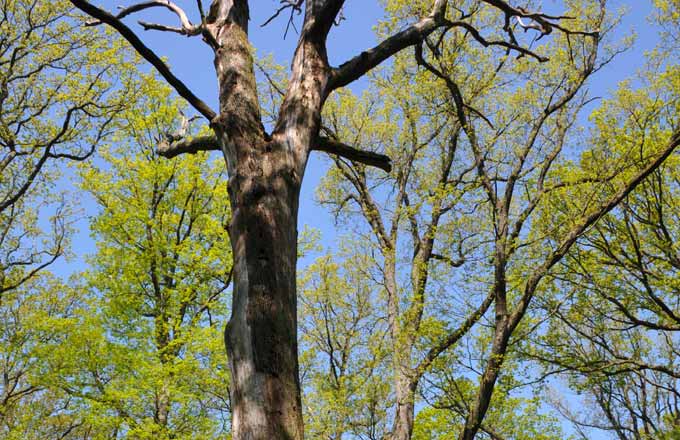 Forêts en libre évolution: patrimoine du passé ou de l’avenir?