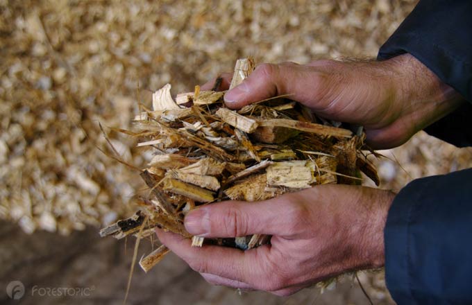 Le bois énergie soumis aux critères de durabilité européens