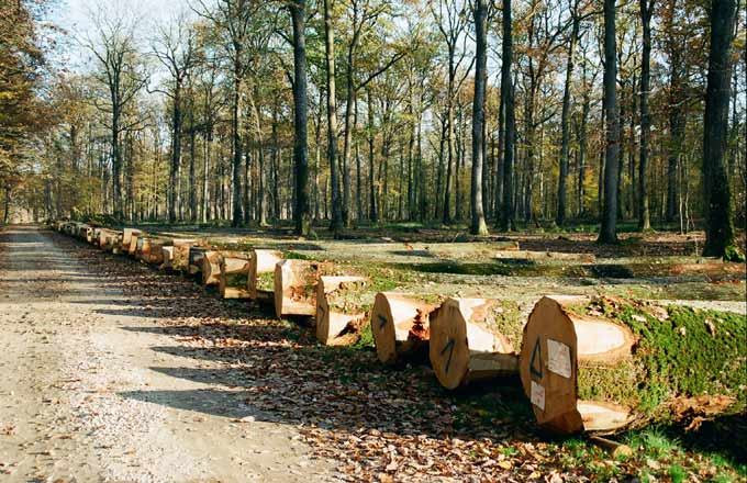 La forêt privée s’affirme dans la production de grumes à merrains pour les tonneliers 